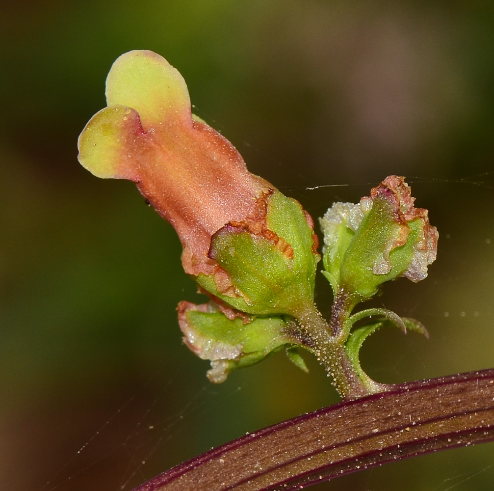 Изображение особи Scrophularia rubricaulis.