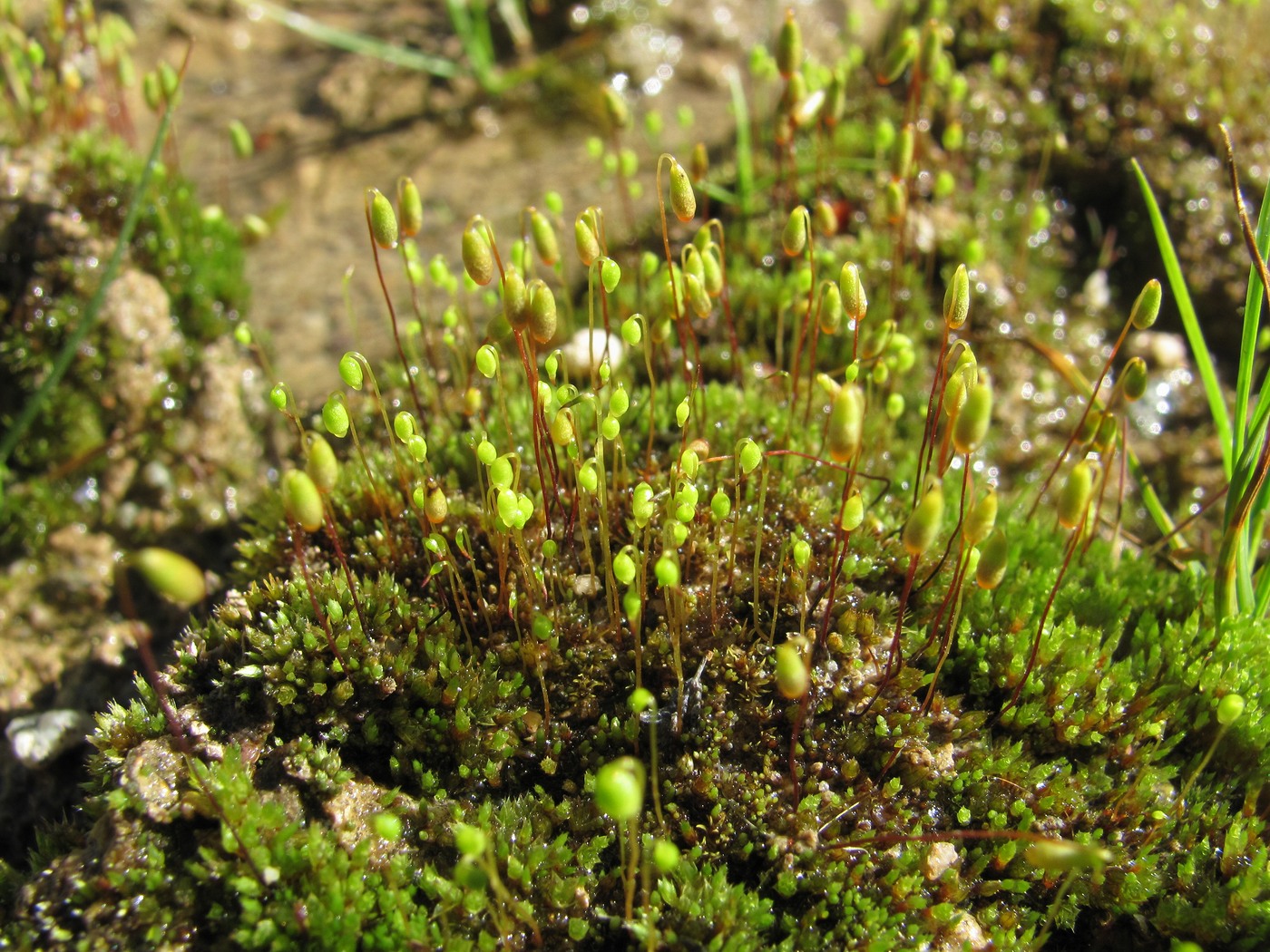 Image of genus Bryum specimen.