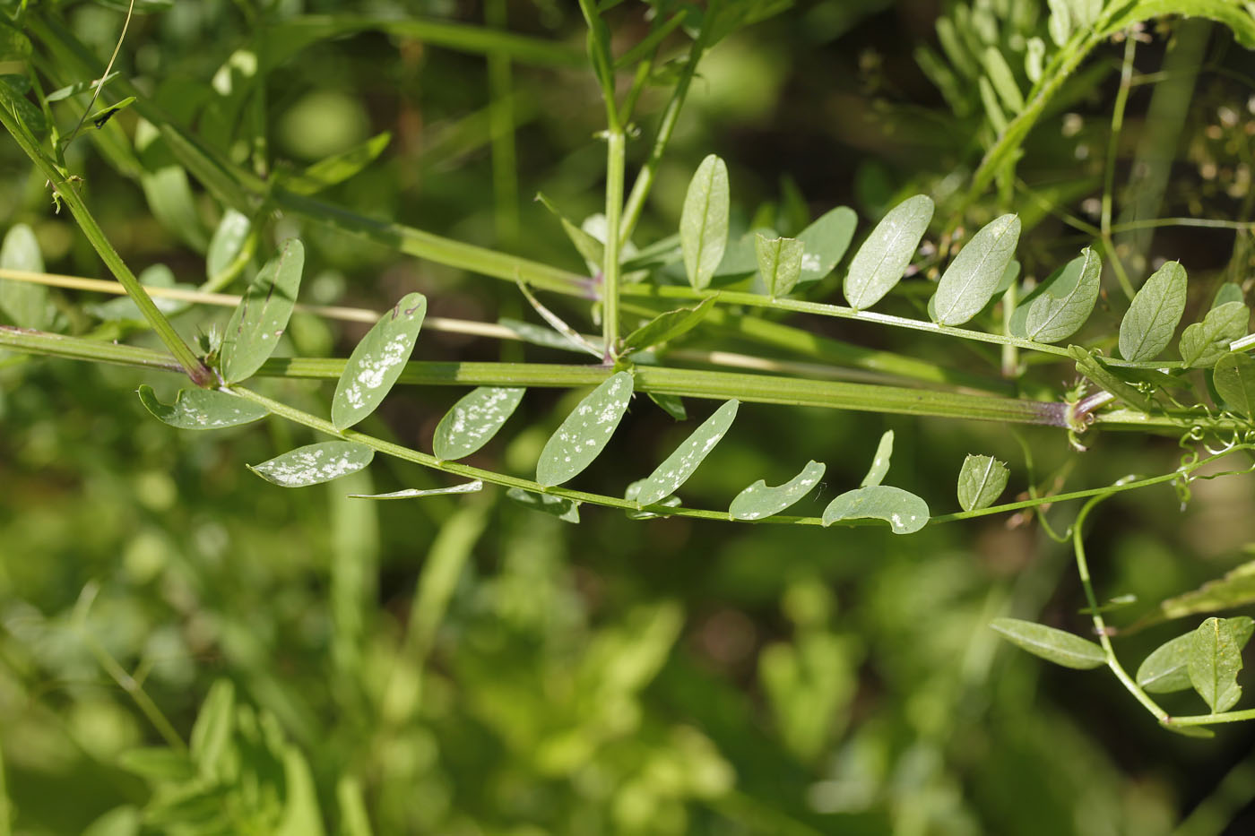 Image of Vicia sylvatica specimen.