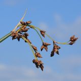 Schoenoplectus lacustris. Соплодие. Ленинградская обл., побережье в окр. ст. Бронка, заросли в воде у берега залива. 08.08.2009.