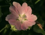 Malva thuringiaca