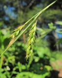 Carex sylvatica