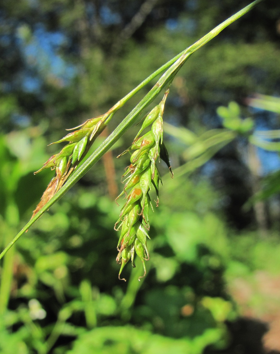 Изображение особи Carex sylvatica.