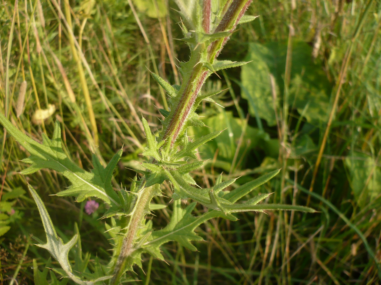 Image of Cirsium vulgare specimen.