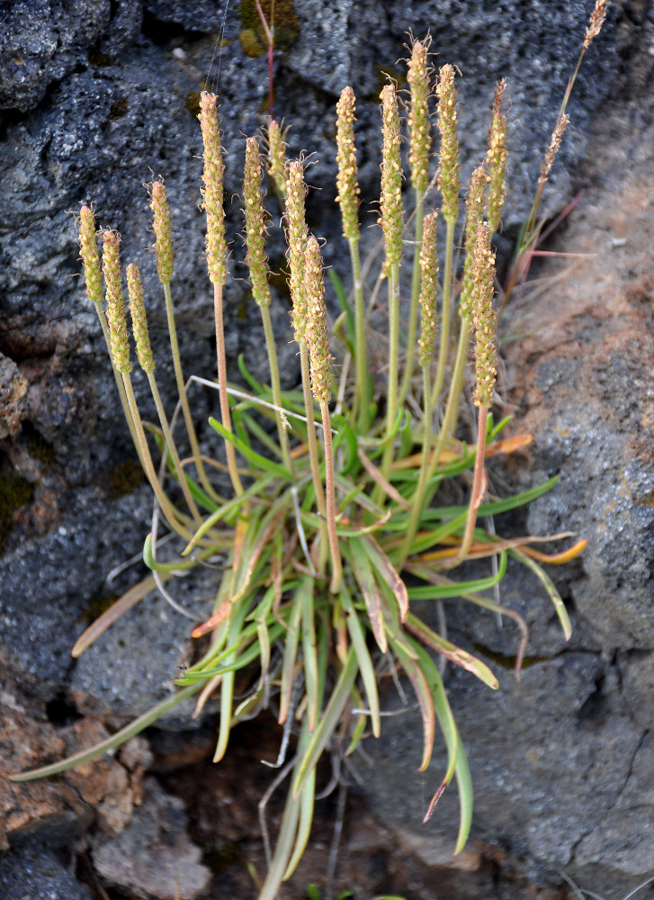 Image of Plantago maritima specimen.