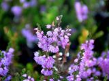 Calluna vulgaris. Верхушка побега с соцветием. Исландия, национальный парк Ватнайокюдль (северная часть), долина Вестурдалур, каменистый склон. 05.08.2016.