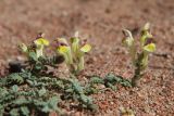 Scutellaria przewalskii