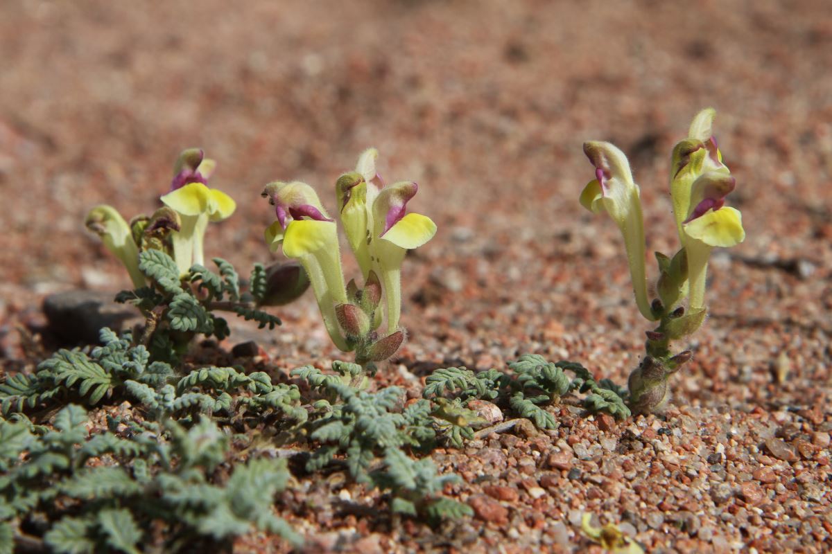 Изображение особи Scutellaria przewalskii.