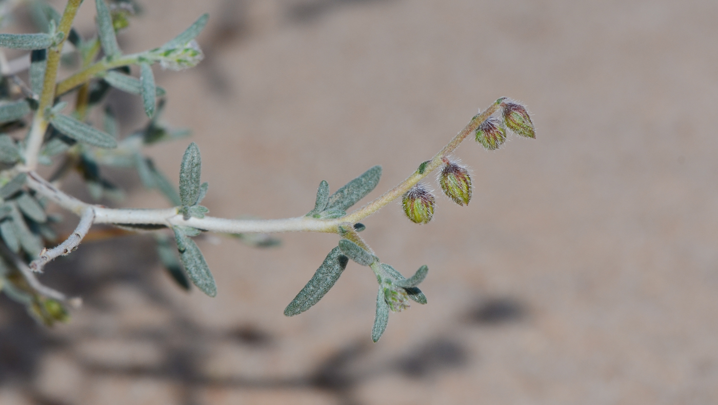 Изображение особи Helianthemum lippii.