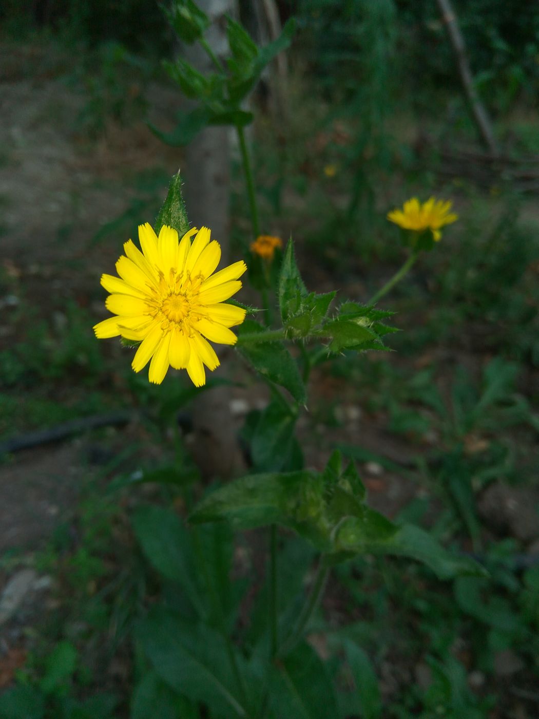 Изображение особи Helminthotheca echioides.