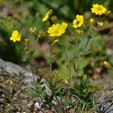 Potentilla nervosa