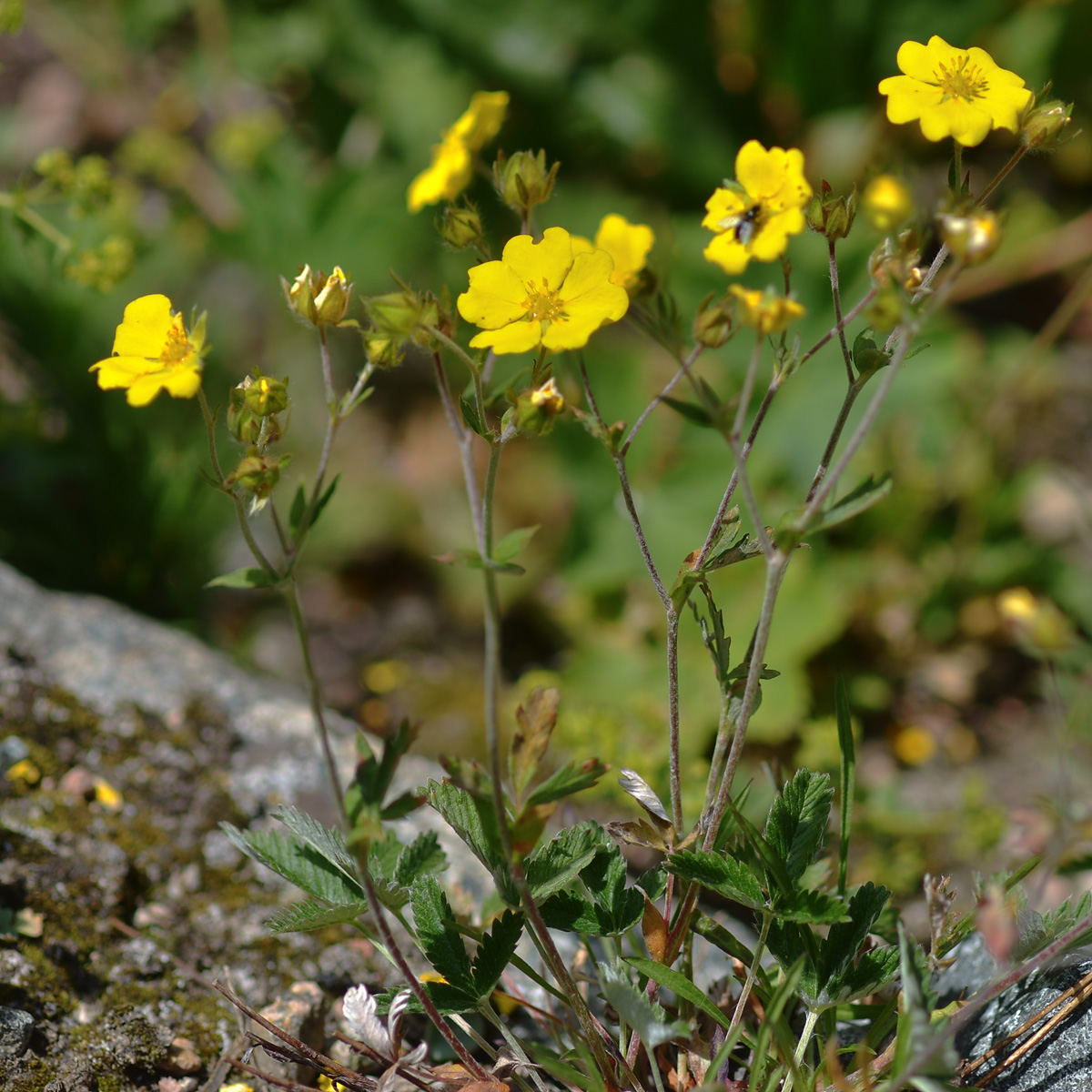 Изображение особи Potentilla nervosa.