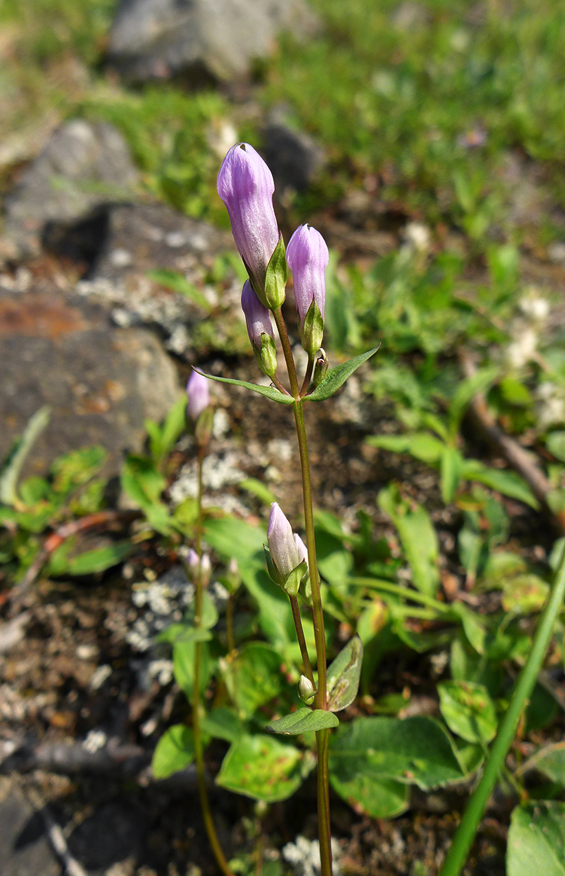 Image of Gentianella propinqua specimen.