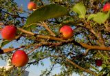 Malus &times; purpurea