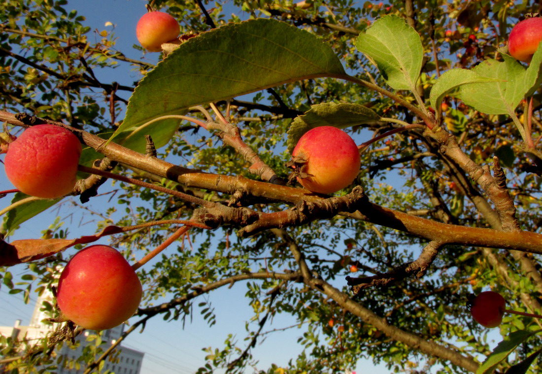 Image of Malus &times; purpurea specimen.