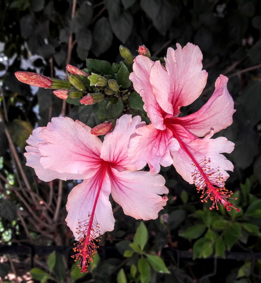 Изображение особи Hibiscus rosa-sinensis.