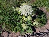 Heracleum asperum. Цветущее растение. Кабардино-Балкария, Эльбрусский р-н, пик Терскол, выс. около 2700 м н.у.м., альпийский луг. 14.07.2016.