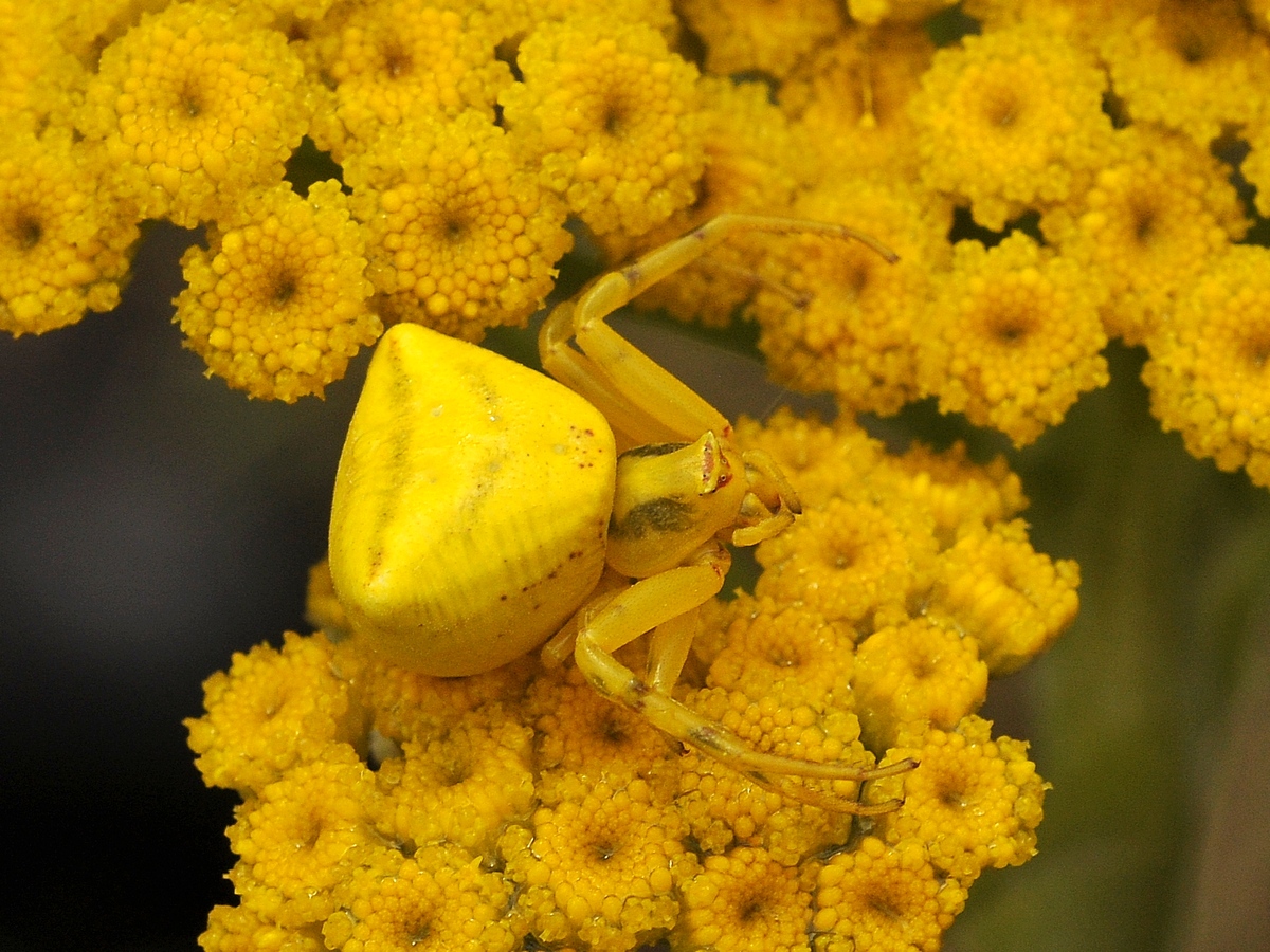 Изображение особи Handelia trichophylla.