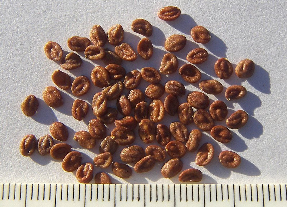 Image of Lonicera iberica specimen.