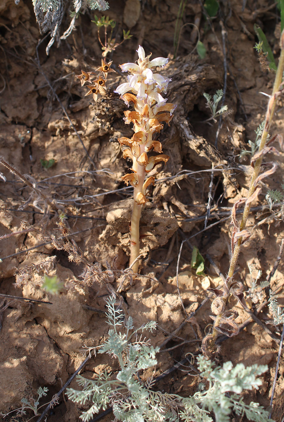 Image of Orobanche cumana specimen.