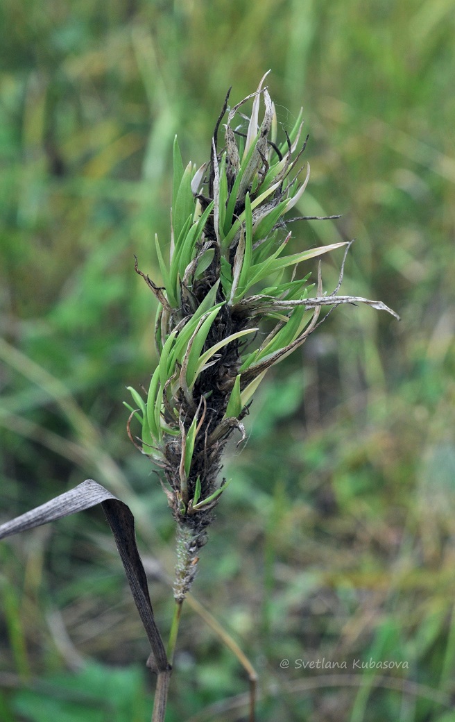 Image of Phleum pratense specimen.