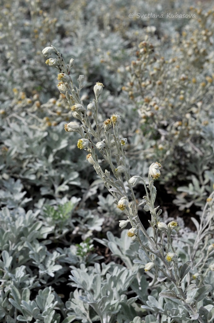 Изображение особи Artemisia stelleriana.