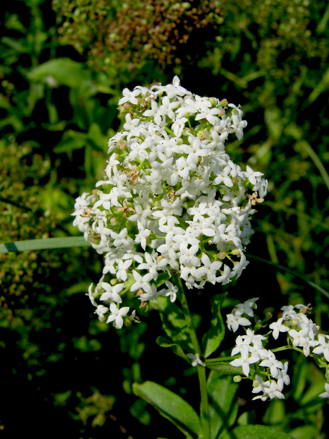 Image of Galium rubioides specimen.