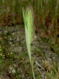 Hordeum geniculatum