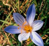 Crocus speciosus