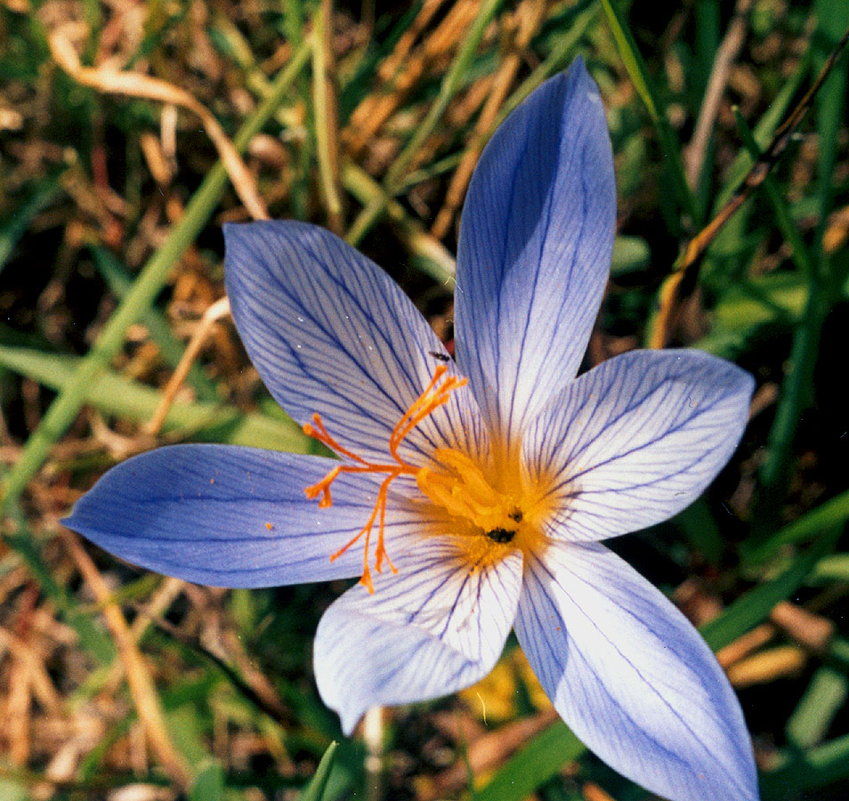 Изображение особи Crocus speciosus.