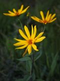 Helianthus tuberosus