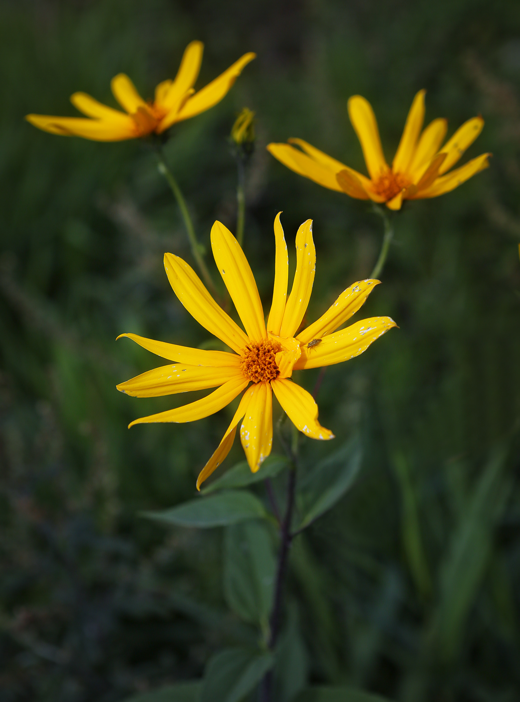 Изображение особи Helianthus tuberosus.