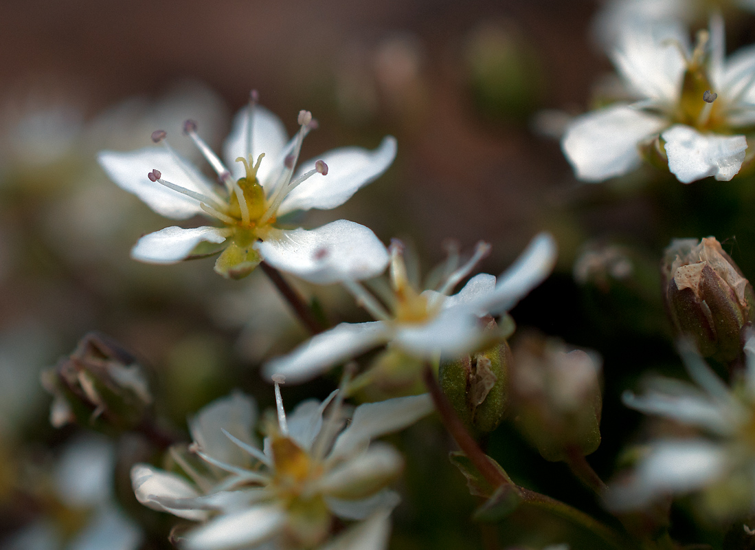 Image of genus Minuartia specimen.