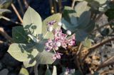 Calotropis procera. Верхушка цветущего растения. Объединённые Арабские Эмираты, эмират Фуджейра, побережье Оманского залива, обочина скоростной трассы. 14.12.2016.