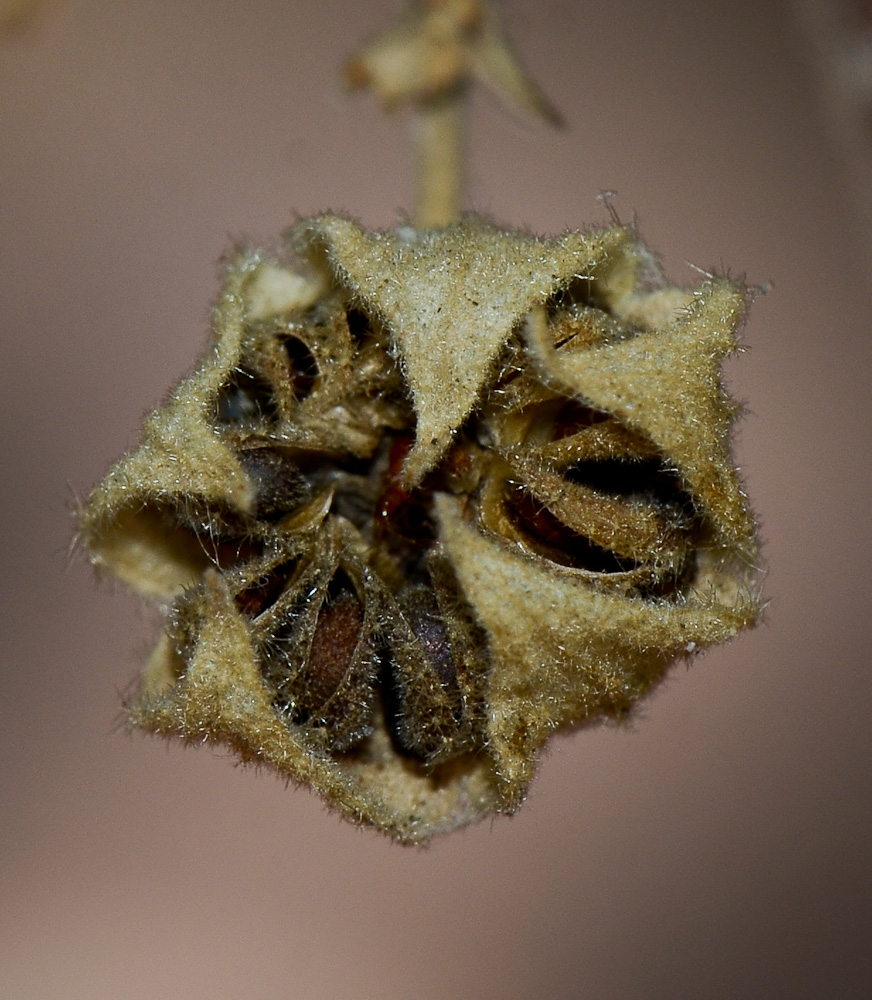 Image of Anisodontea capensis specimen.