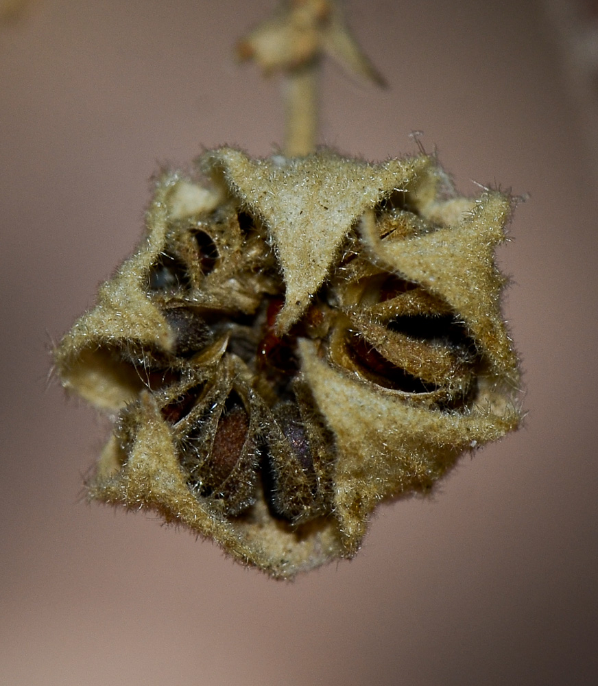 Изображение особи Anisodontea capensis.