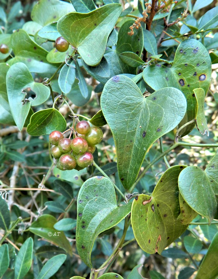 Image of Smilax aspera specimen.