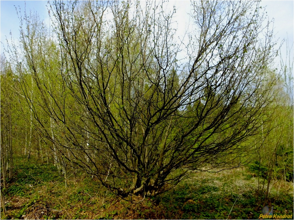 Изображение особи Corylus avellana.