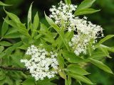 Sambucus nigra. Соцветия. Польша, Подляское воеводство, окр. Нарвянского национального парка. 25.06.2009.