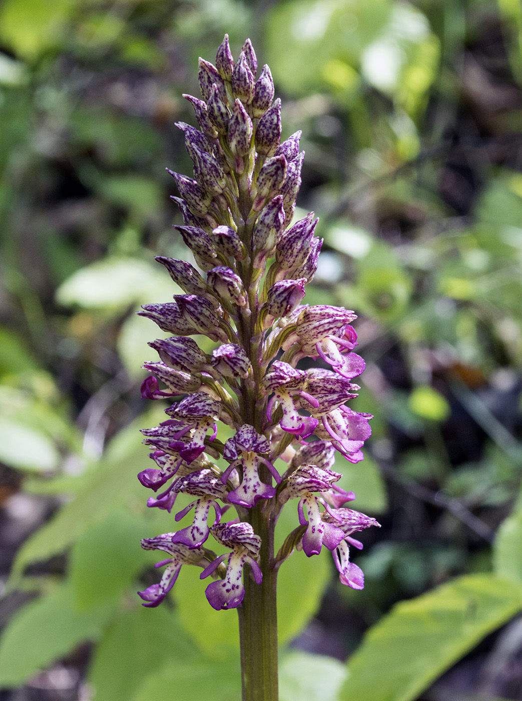 Изображение особи Orchis &times; wulffiana nothosubsp. suckowii.