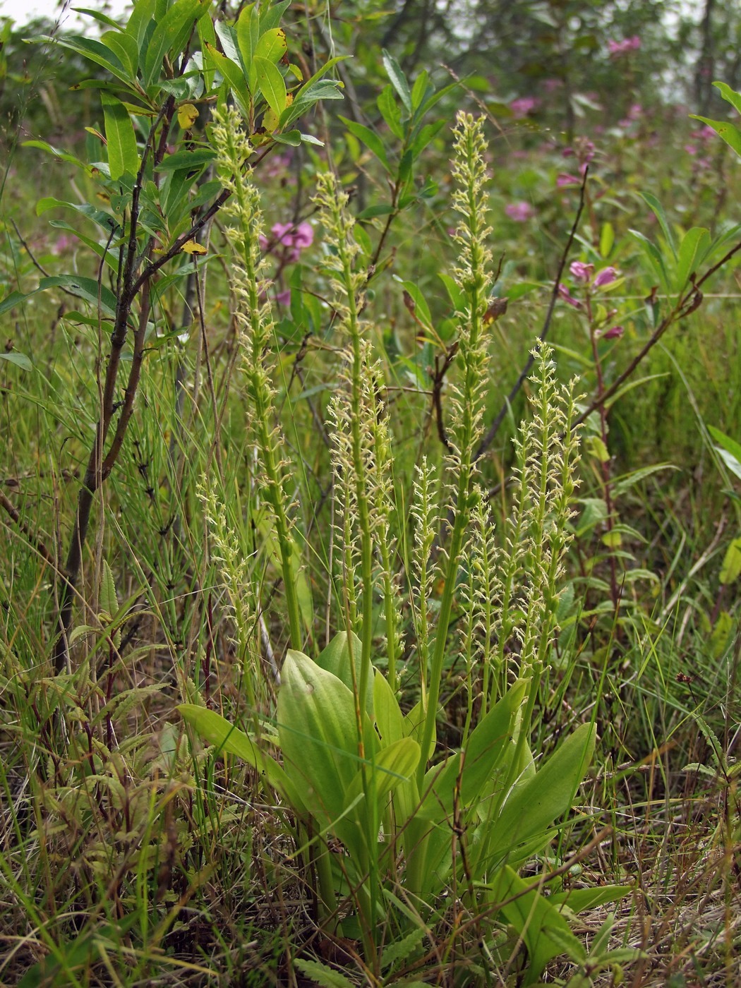 Image of Malaxis monophyllos specimen.