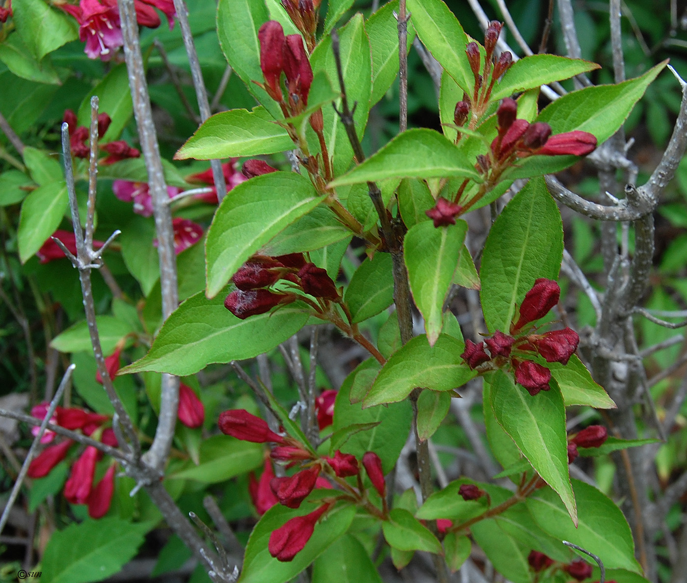 Image of Weigela florida specimen.