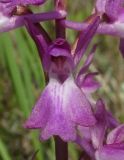 Anacamptis laxiflora subspecies elegans. Цветок. Краснодарский край, м/о город-курорт Анапа, окр. с. Витязево, Витязевская коса, закреплённые пески. 7 июня 2017 г.