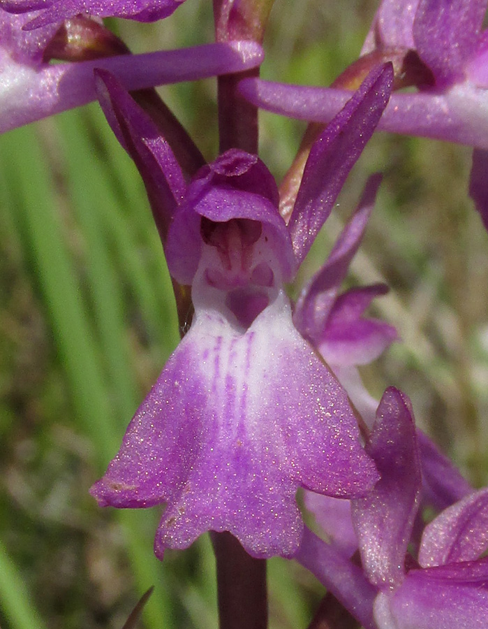 Image of Anacamptis laxiflora ssp. elegans specimen.