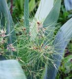 Poa подвид vivipara
