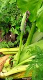 Alocasia macrorrhizos. Соплодие с созревающими плодами. Таиланд, о-в Пхукет, курорт Ката, край леса у дороги вдоль канала. 11.01.2017.