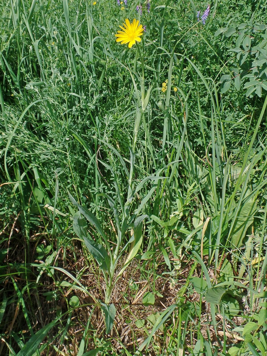 Image of genus Tragopogon specimen.