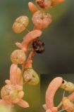 Image of taxon representative. Author is Тулкин Тиллаев