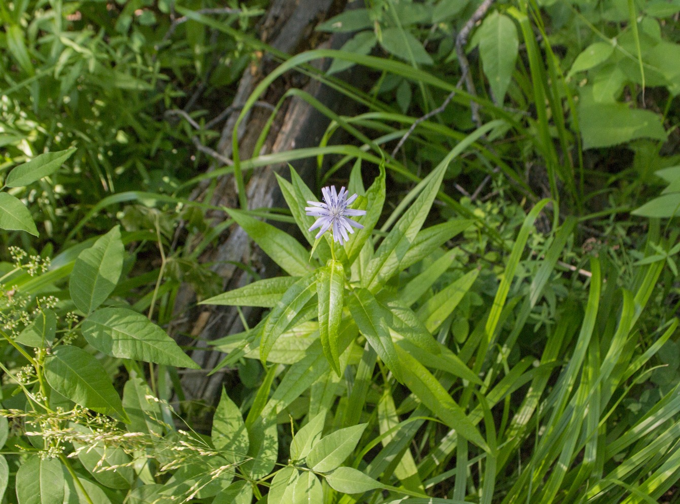 Изображение особи Lactuca sibirica.