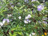 Brunfelsia australis